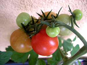 Tomatenrispe