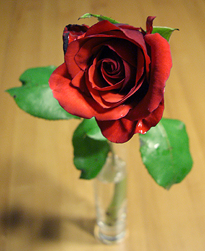Geschenkte Rose von Rosenruthie